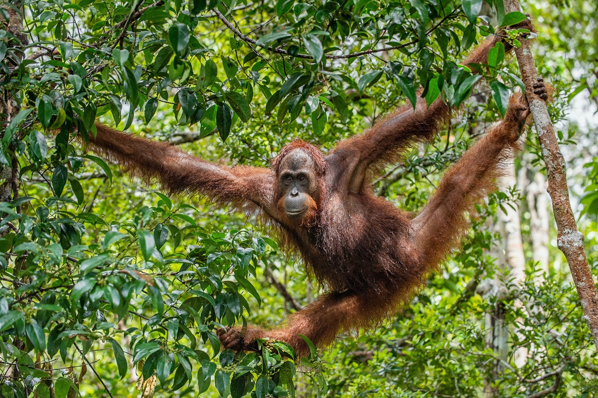 Peran Orangutan dalam Ekosistem Hutan Tropis: Kenapa Kita Harus Peduli